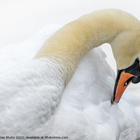 Buy canvas prints of Swan preening by GadgetGaz Photo