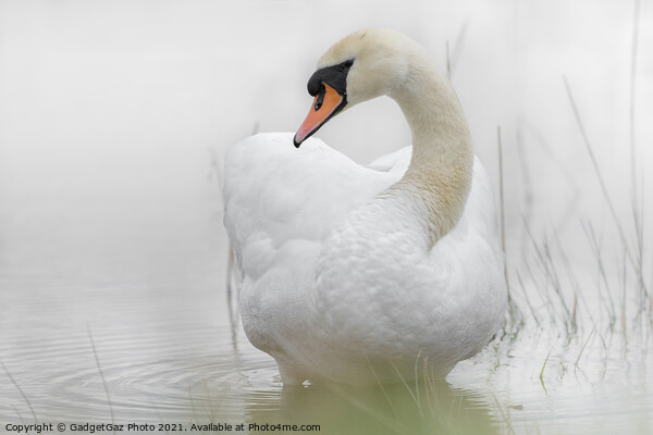 A Swan in a lake Picture Board by GadgetGaz Photo