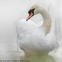 Buy canvas prints of A Swan in a lake by GadgetGaz Photo