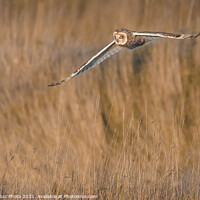 Buy canvas prints of Short eared owl [asio flammeus] by GadgetGaz Photo
