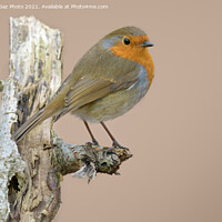 Buy canvas prints of European robin by GadgetGaz Photo