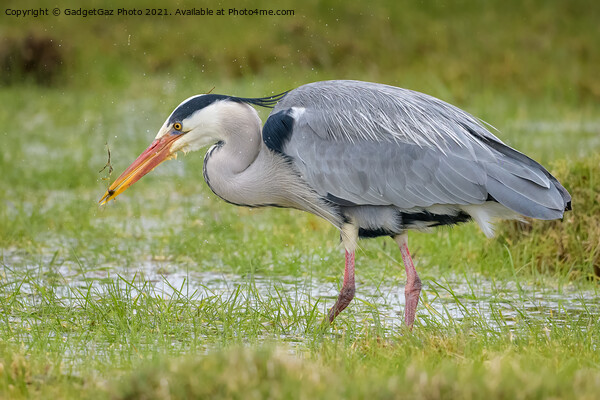 Grey Heron Picture Board by GadgetGaz Photo