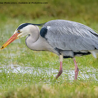 Buy canvas prints of Grey Heron by GadgetGaz Photo