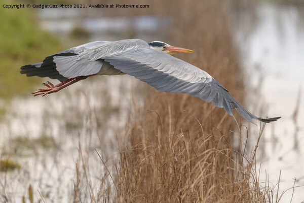 Grey Heron in Flight Picture Board by GadgetGaz Photo