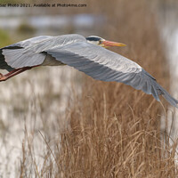 Buy canvas prints of Grey Heron in Flight by GadgetGaz Photo