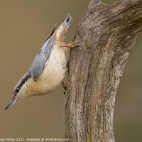 Buy canvas prints of Nuthatch in the woods by GadgetGaz Photo