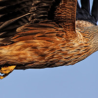 Buy canvas prints of Yorkshire Red Kite by Ste Jones