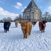 Buy canvas prints of Highland  Cow cattle in the snow at Cobham Mausole by stuart bingham