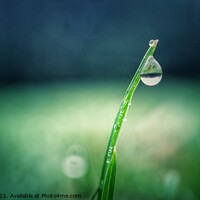 Buy canvas prints of Snowdrop grass water drop with reflection by Jenn Burns