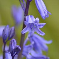 Buy canvas prints of Enchanted English Bluebells by Heidi Hennessey
