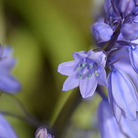 Buy canvas prints of Enchanted Bluebell Wonderland by Heidi Hennessey