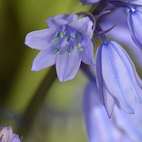 Buy canvas prints of Enchanting Bluebell Bouquet by Heidi Hennessey