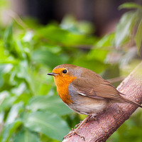 Buy canvas prints of Delicate Robin in his Youth by Heidi Hennessey