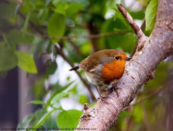 Delicate Robin Perches on Branch Picture Board by Heidi Hennessey