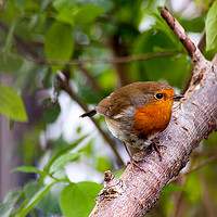 Buy canvas prints of Delicate Robin Perches on Branch by Heidi Hennessey