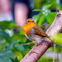 Buy canvas prints of Delicate Robin perched peacefully by Heidi Hennessey