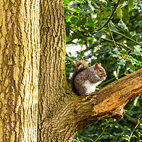 Buy canvas prints of Sun-Kissed Squirrel Snacking by Heidi Hennessey