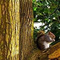 Buy canvas prints of Nut-crunching Squirrel by Heidi Hennessey