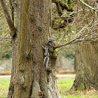 Buy canvas prints of Playful Grey Squirrels by Heidi Hennessey