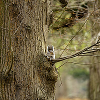 Buy canvas prints of Serene Grey Squirrel in Natural Habitat by Heidi Hennessey