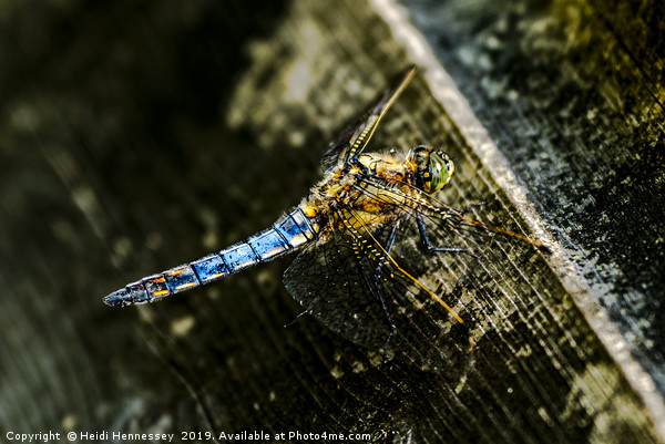Majestic Dragonfly Takes a Breather Picture Board by Heidi Hennessey