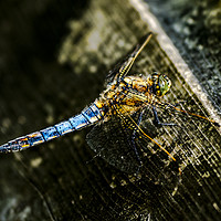 Buy canvas prints of Majestic Dragonfly Takes a Breather by Heidi Hennessey