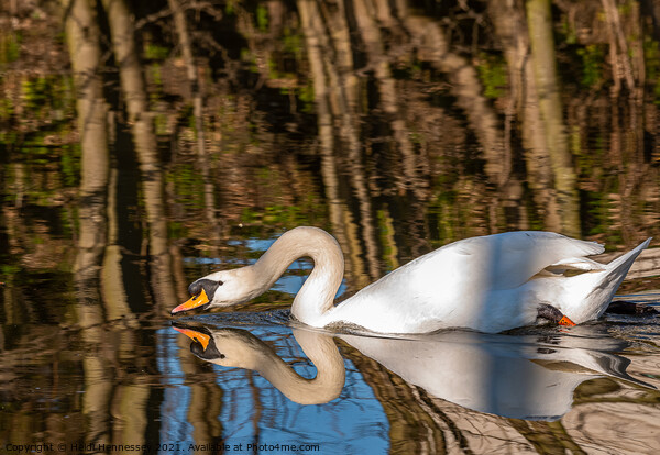 Graceful Swan in Serene Waters Picture Board by Heidi Hennessey