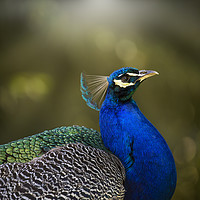 Buy canvas prints of Peacock by Elizabeth Pollington