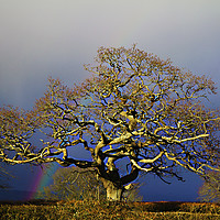 Buy canvas prints of Rainbow Oak Tree by Sammy Pea