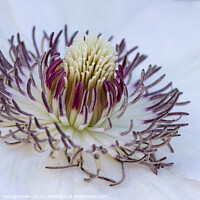 Buy canvas prints of White Clematis by Graham Hazlegreaves