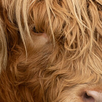 Buy canvas prints of Highland Cow by Graham Hazlegreaves