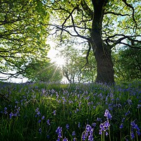 Buy canvas prints of Late afternoon Bluebells by Kevin Arscott