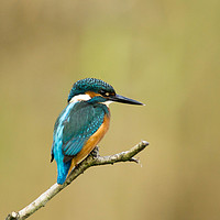 Buy canvas prints of Kingfisher Hunting by Kevin Arscott
