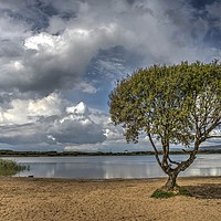 Buy canvas prints of Lonely Tree, Kenfig Pool, South Wales by Kevin Arscott