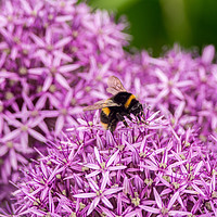 Buy canvas prints of Bee on purple flowers by Kevin Arscott