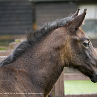 Brown Bay Foal in Nature
