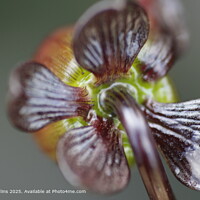 African Daisy Bud