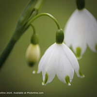 Snowdrop Macro Flora