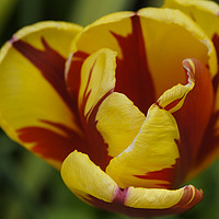Buy canvas prints of Red and Yellow Tulip by Tina Collins