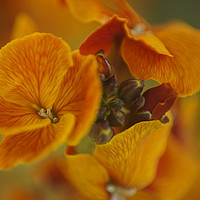 Buy canvas prints of Orange Blossom Wallflower by Tina Collins