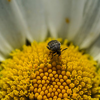Buy canvas prints of Tiny Black Bug on Daisy by Tina Collins