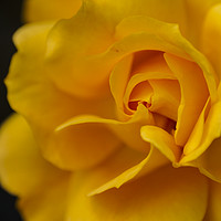 Buy canvas prints of Yellow Rose by Tina Collins