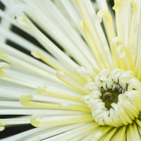 Buy canvas prints of Dahlia White Star by Tina Collins