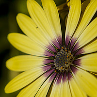 Buy canvas prints of African Daisy by Tina Collins