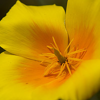 Buy canvas prints of California poppy by Tina Collins