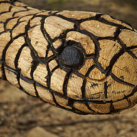 Buy canvas prints of Wood Carving of a Snake  by Tina Collins