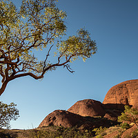 Buy canvas prints of Valley of the Wind, Kata Tjuta in the morning sun  by Sophie Shoults