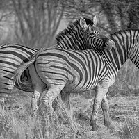 Buy canvas prints of Zebra bonding in nature by Childa Santrucek