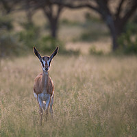 Buy canvas prints of Baby Springbok in the sunset, Mokala National Park by Childa Santrucek