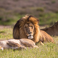 Buy canvas prints of the Lion King and his wives repose in the wild  by Childa Santrucek